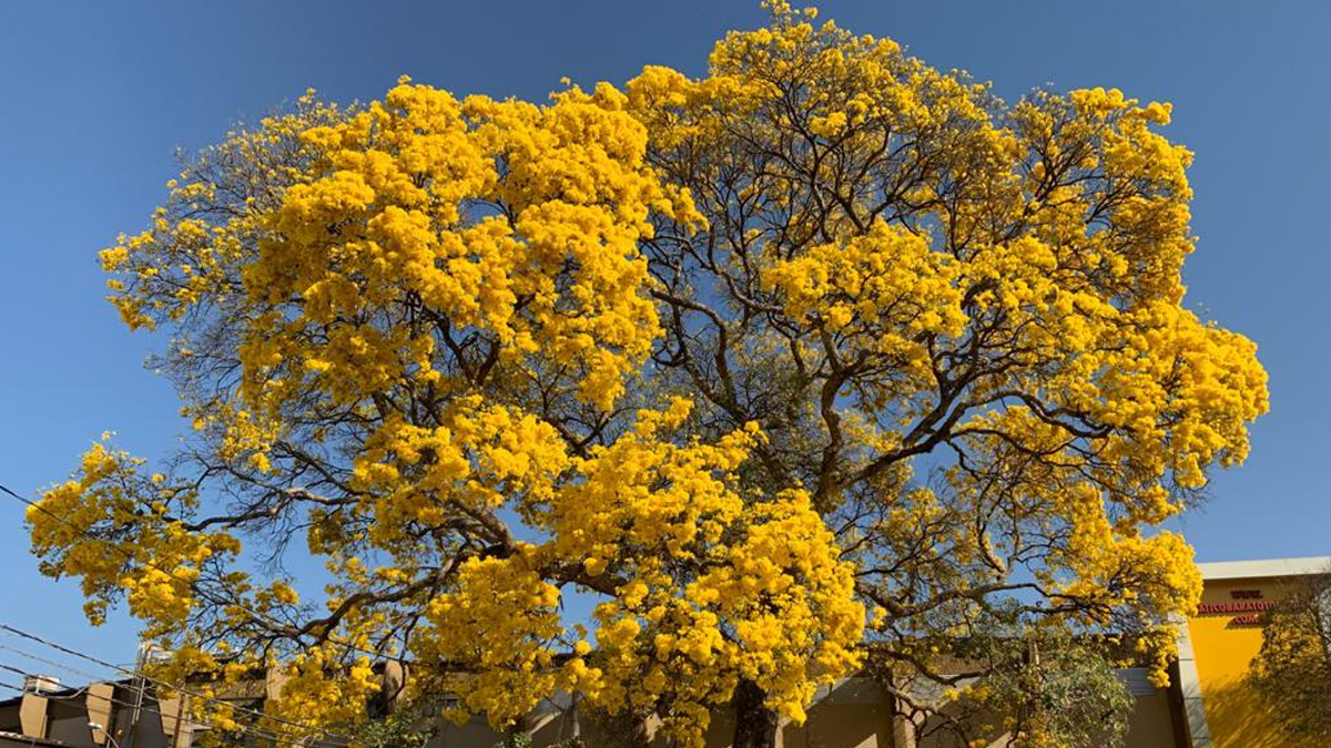 Goiânia faz relatório para tombar Ipê mais antigo da cidade, no Centro