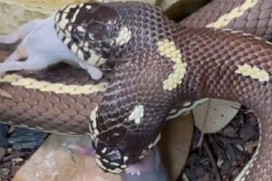 Cobra de duas cabeças engole dois ratos ao mesmo tempo, nos EUA; veja