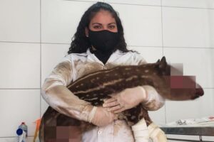 Filhote de anta achado com o corpo queimado morre em Mineiros