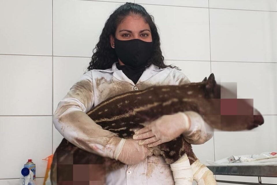 Filhote de anta achado com o corpo queimado morre em Mineiros