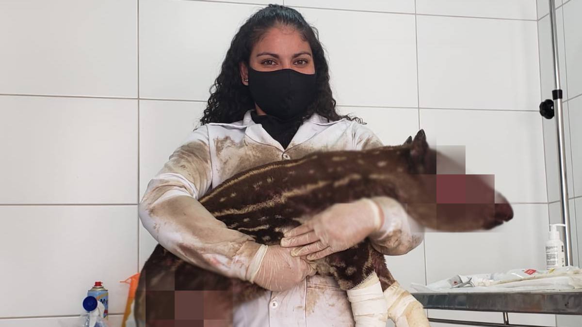 Filhote de anta achado com o corpo queimado morre em Mineiros