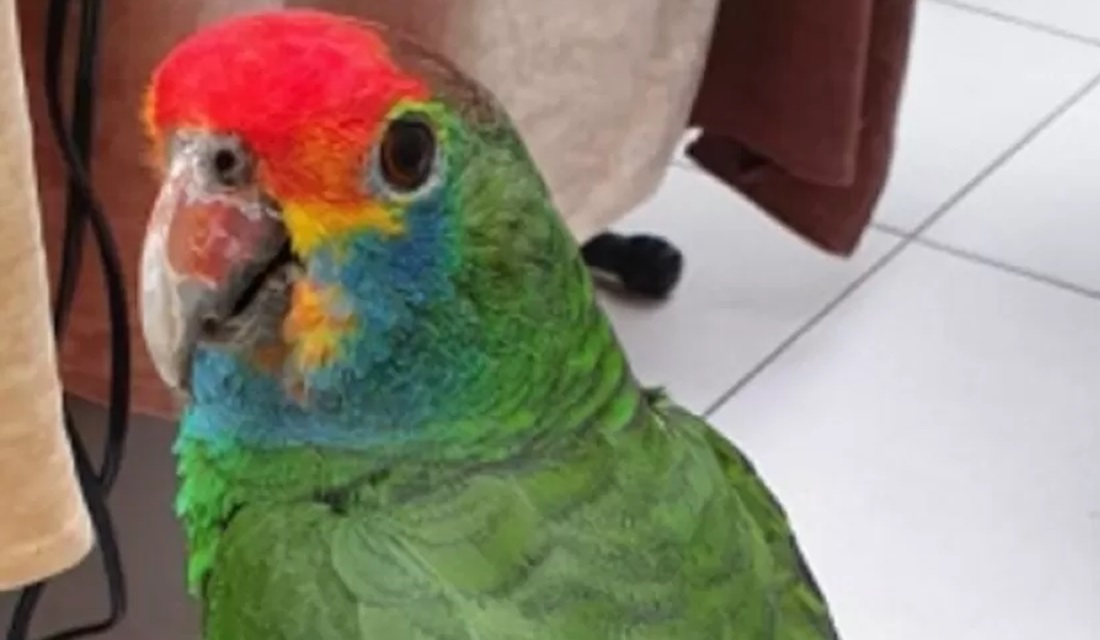 Papagaio é resgatado de árvore após pedir 'socorro', em Vitória