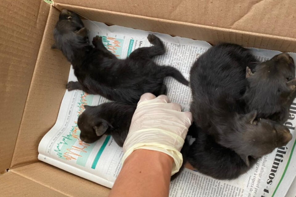 Ameaçados de extinção, quatro filhotes de lobos-guará nascem no Zoológico de Goiânia