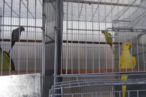 Polícia resgata 74 aves exóticas sem licença em galpão de Goiânia