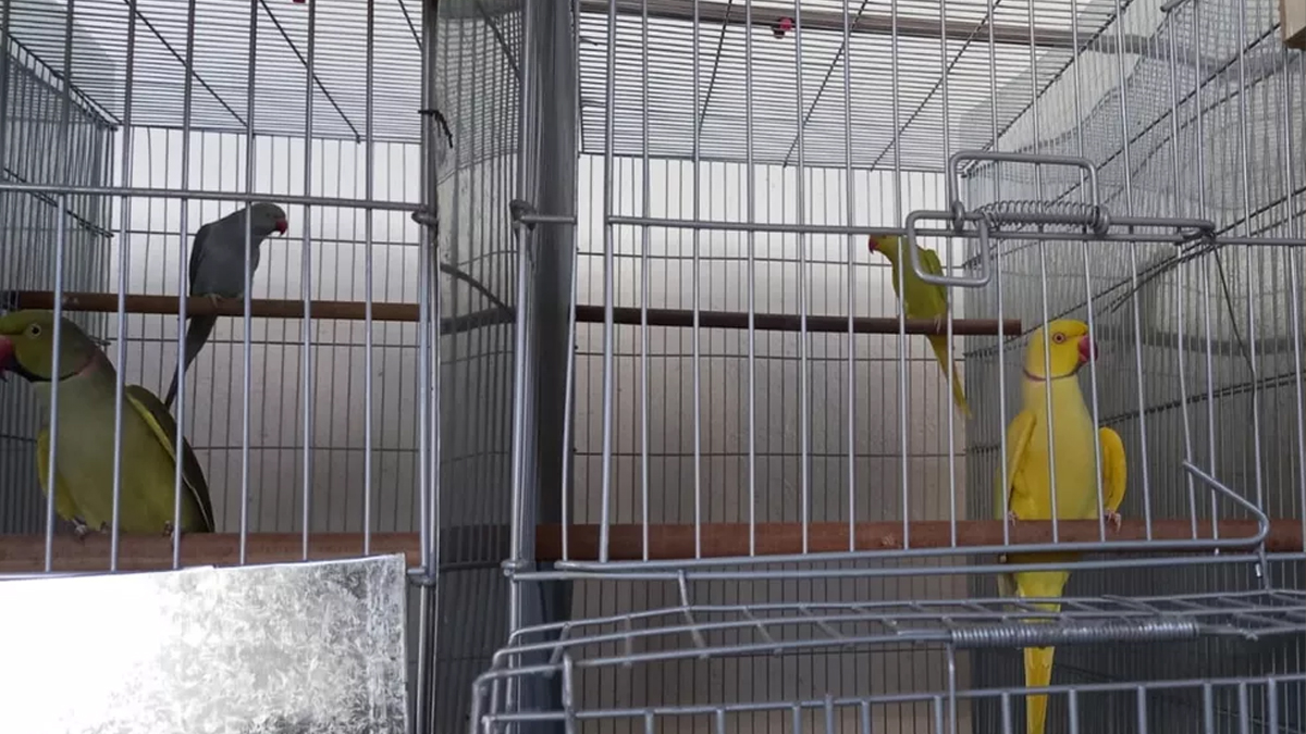 Polícia resgata 74 aves exóticas sem licença em galpão de Goiânia