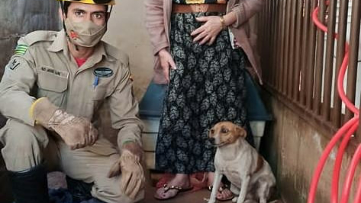 Bombeiros ajudam cachorro com a cabeça presa em muro em Quirinópolis