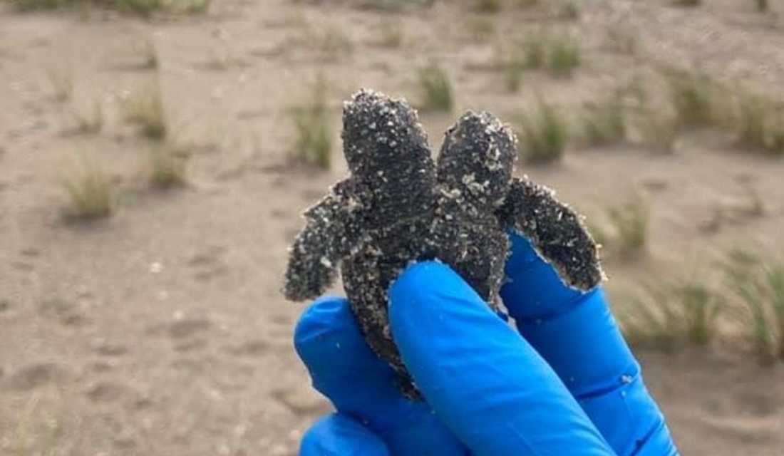 Filhote de tartaruga com duas cabeças é achado nos EUA