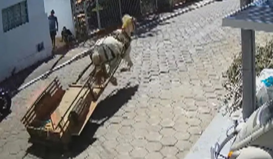 Policiais perseguem cavalo em carroça que corria por ruas de Inhumas; assista