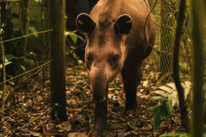 Anta nasce em reserva onde espécie estava extinta há mais de 100 anos