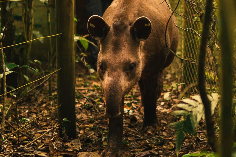 Anta nasce em reserva onde espécie estava extinta há mais de 100 anos