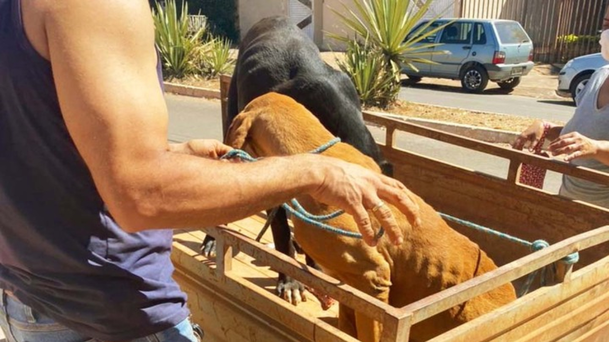 Homem é preso suspeito de abandonar dois cães há mais de 1 ano em Formosa