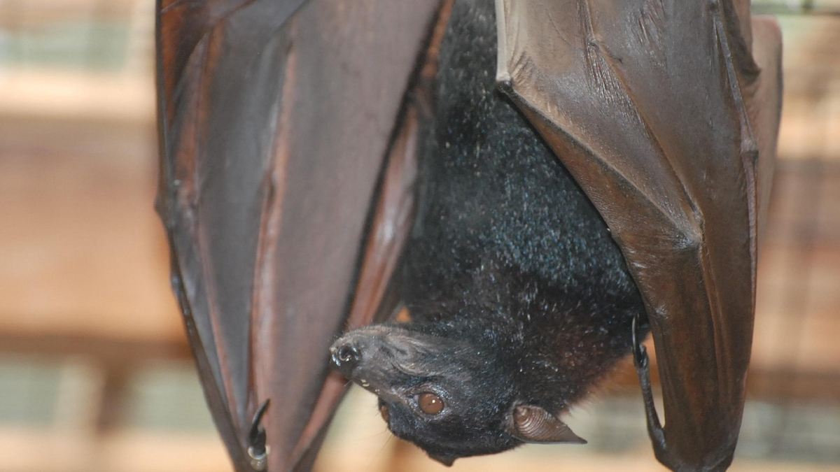 Morcegos-vampiros mordem oito indígenas em aldeia em Tocantins