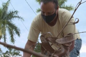 Motorista recolhe lenha na rua para economizar no gás em Goiânia