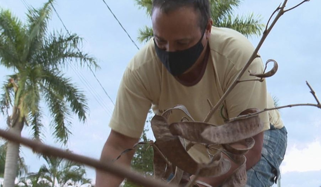 Motorista recolhe lenha na rua para economizar no gás em Goiânia