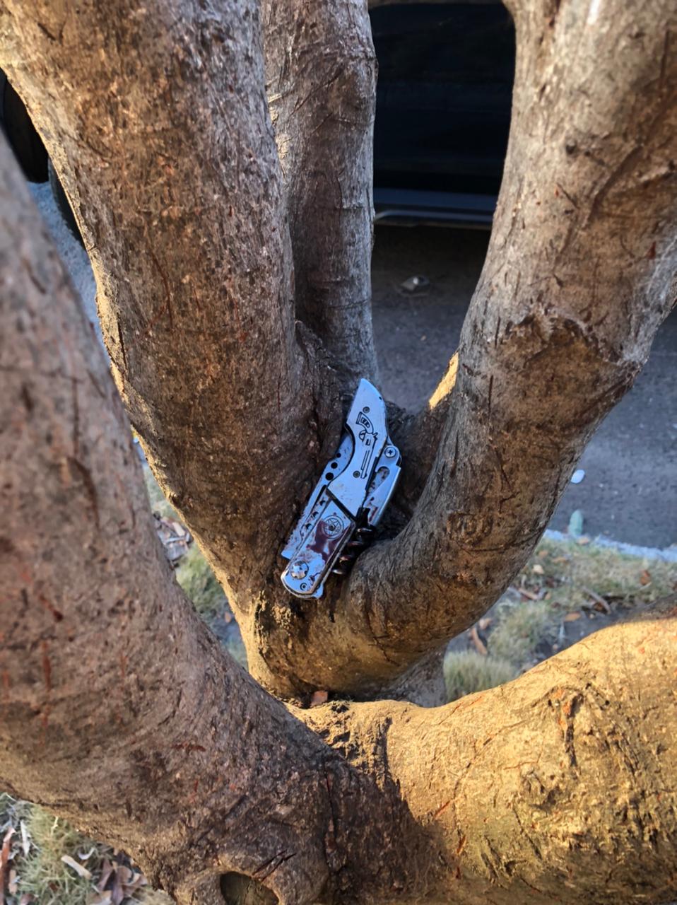 Mulher foi morta com facada no pescoço no último domingo após discutir com pessoas que teriam furtado o celular dela