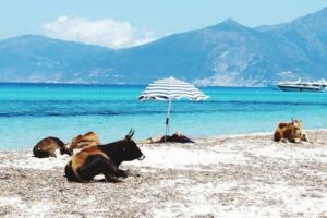 As praias de Córsega, na França, foram fechadas após vacas selvagens atacarem turistas. Cerca de 15 mil vacas circulam pela ilha mediterrânea. (Foto: Getty Images)