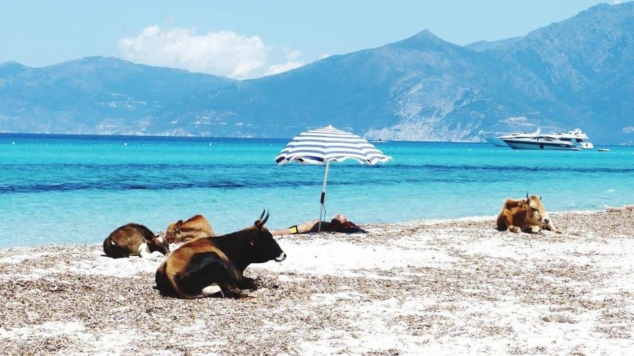 As praias de Córsega, na França, foram fechadas após vacas selvagens atacarem turistas. Cerca de 15 mil vacas circulam pela ilha mediterrânea. (Foto: Getty Images)