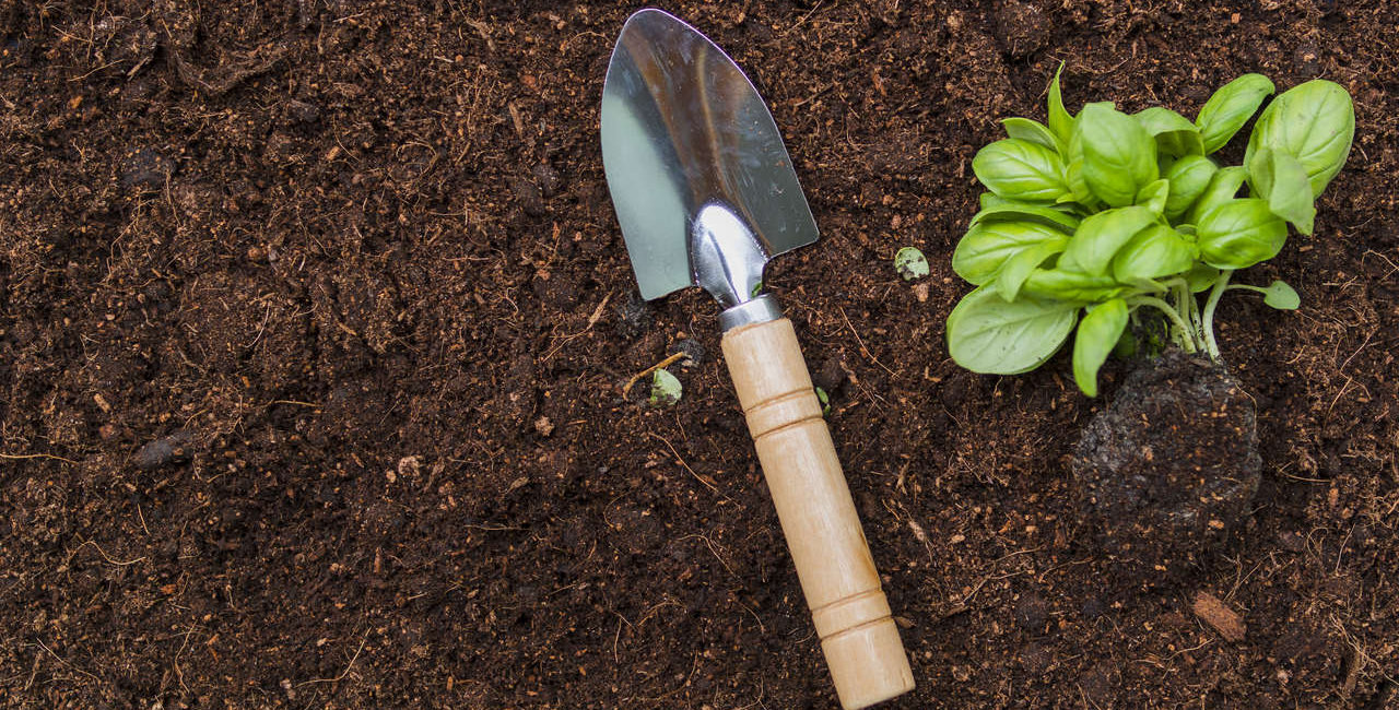 Adubo é utilizada para ajudar na fortalecimento das plantas