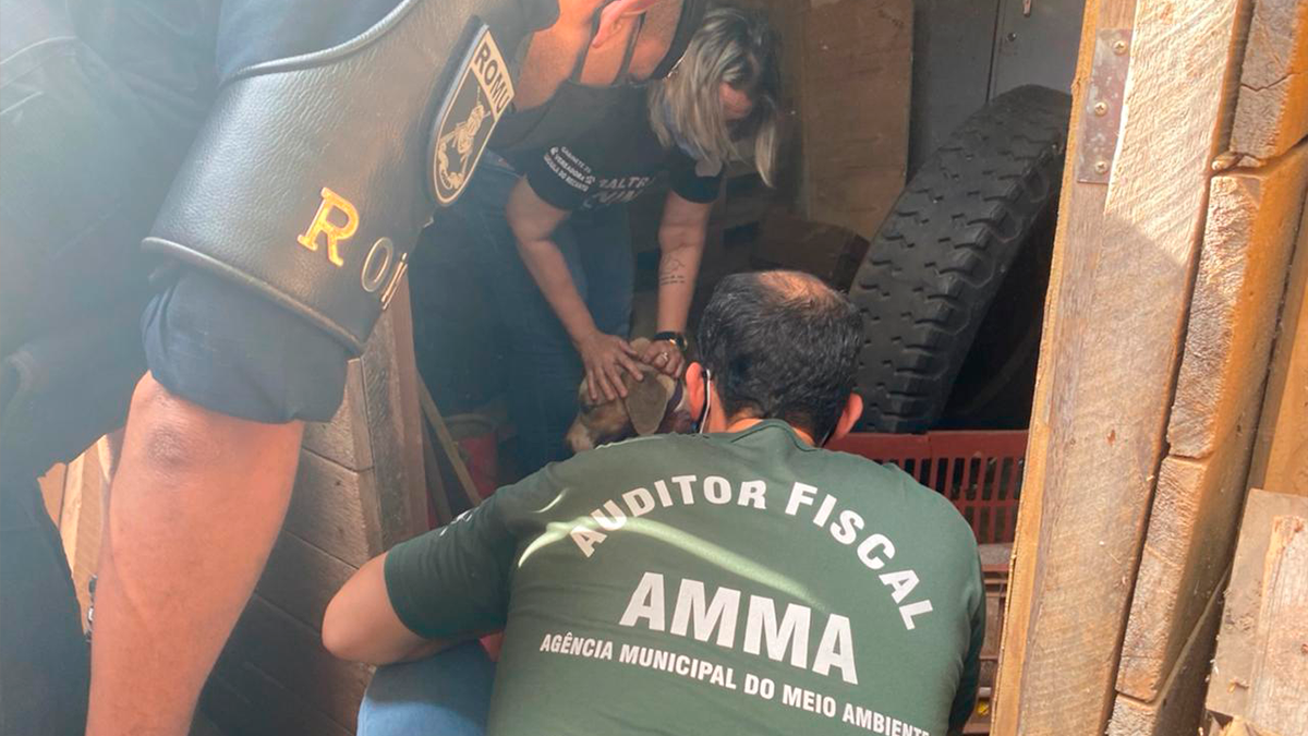 (Foto: Divulgação/Amma)