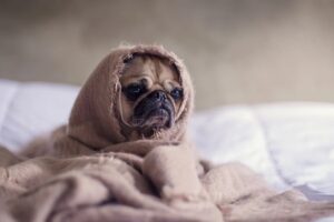 Imagem ilustrativa (Foto: Reprodução/Pixabay)