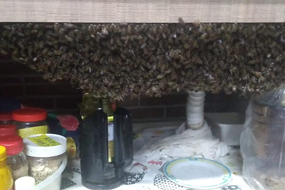 Abelhas antes de serem retiradas do armário (Foto: Reprodução - CBM)