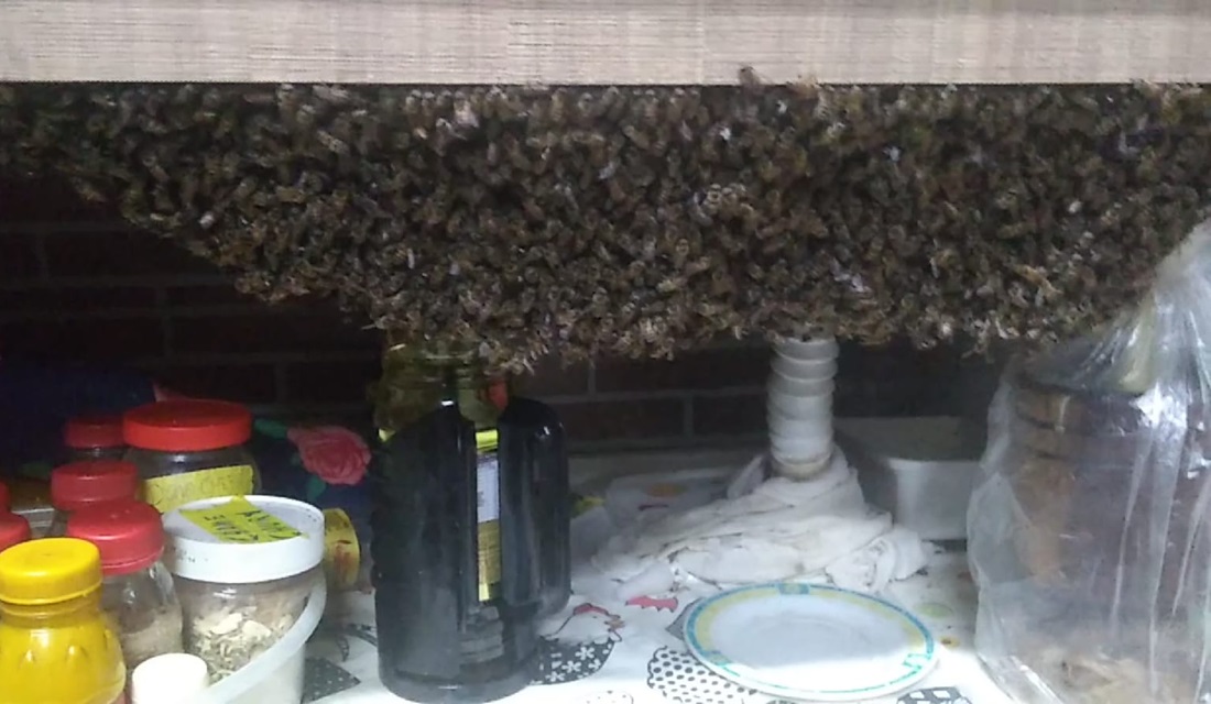 Abelhas antes de serem retiradas do armário (Foto: Reprodução - CBM)