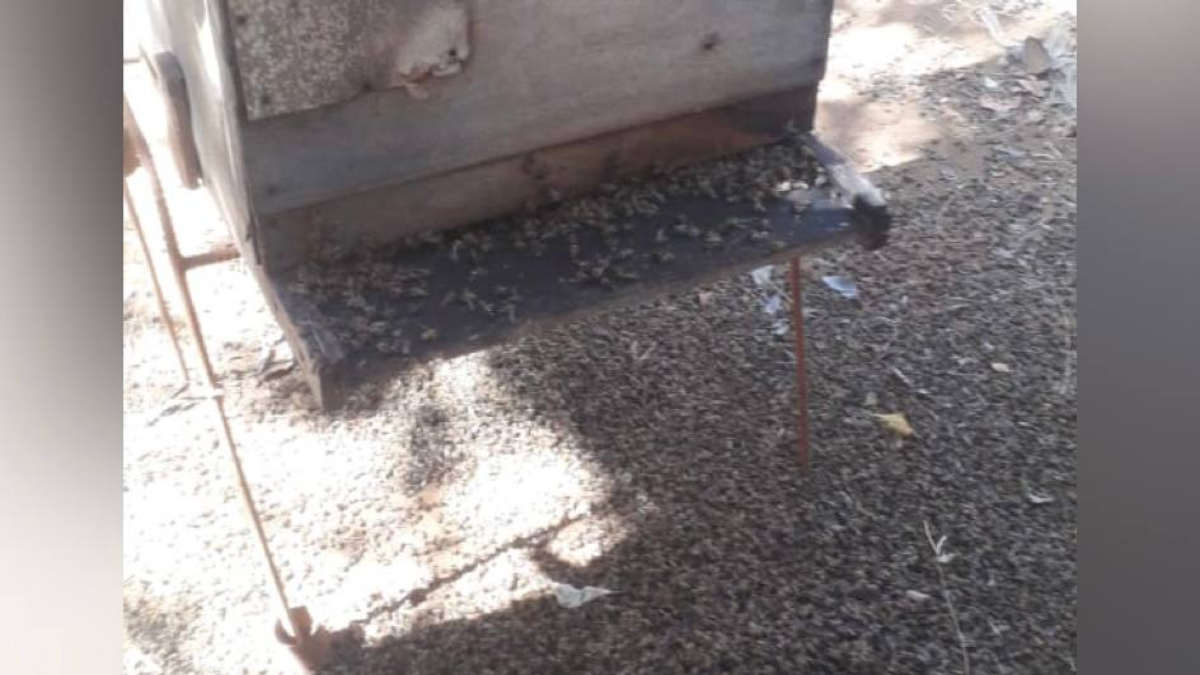 Imagem mostra milhares de abelhas mortas, espalhadas na colmeia e no chao, após serem envenenadas. Foto ilustra chamada: Apicultor denuncia morte criminosa de abelhas em Orizona