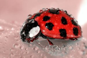 Após exame médico, homem descobre joaninha vivendo em seu intestino; veja