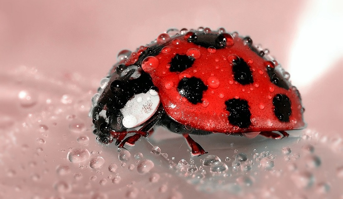 Após exame médico, homem descobre joaninha vivendo em seu intestino; veja