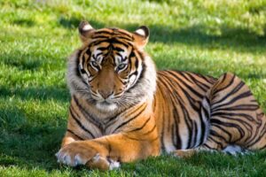 Imagem ilustrativa (Foto: Reprodução/Pexels)