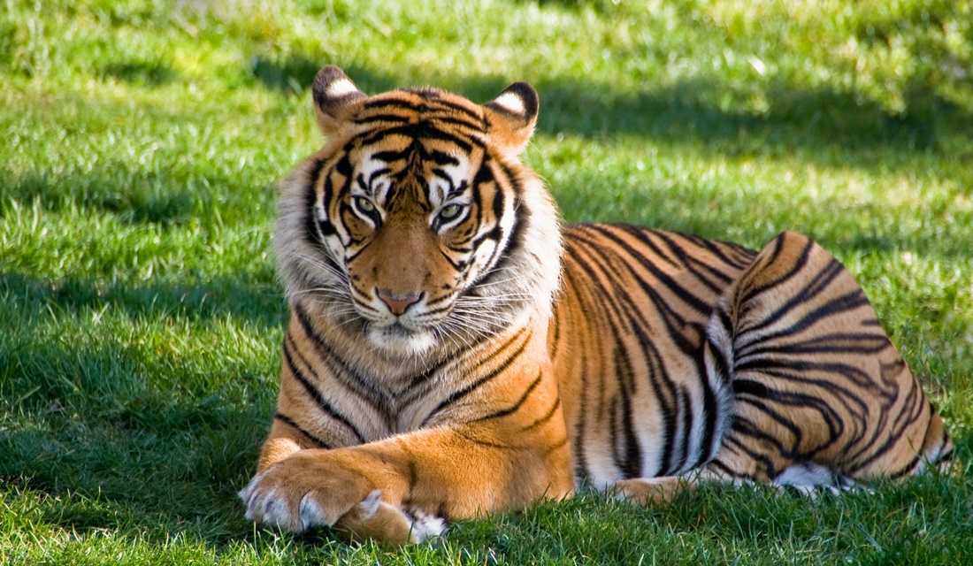 Imagem ilustrativa (Foto: Reprodução/Pexels)