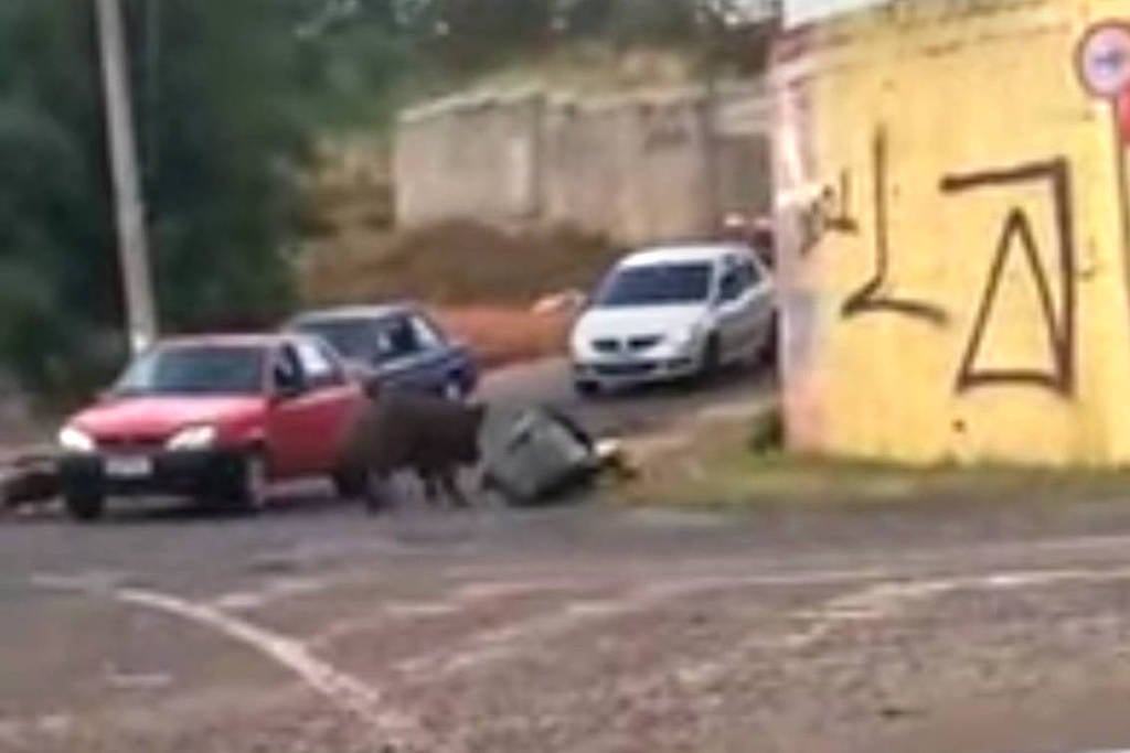 Entregador atacado por javaporco em Franca (SP) passa por tratamento médico e fica sem renda