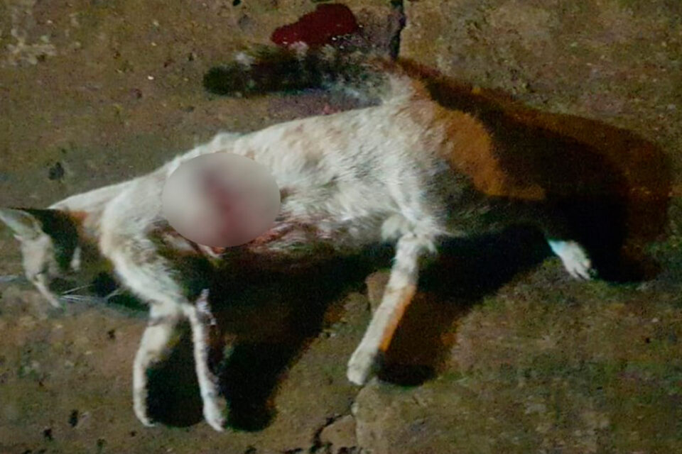 Suspeito de atirar com espingarda em gato é preso, em Rio Verde