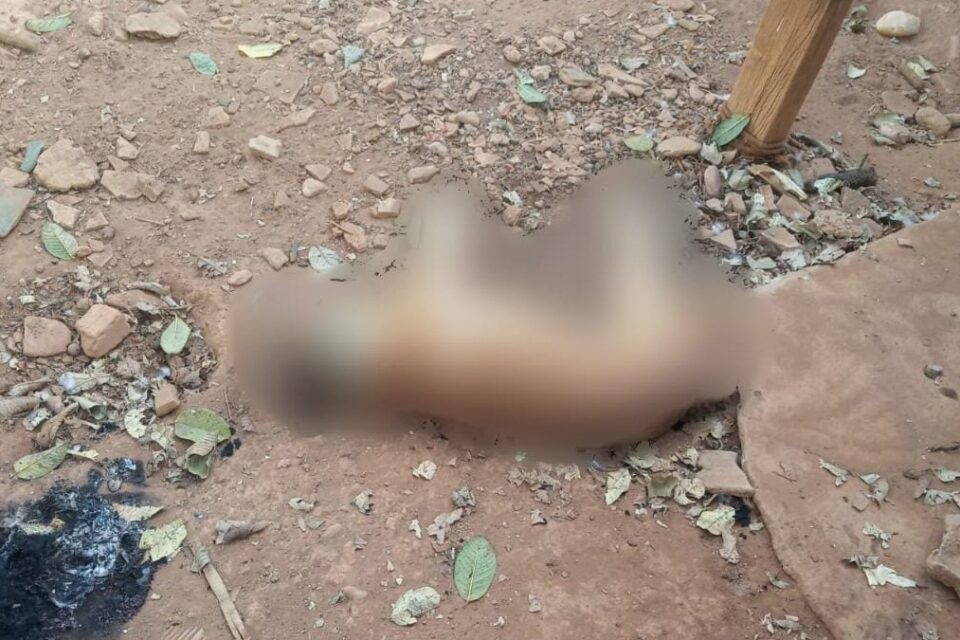 Enxame de abelhas ataca casa e deixa animais mortos Leopoldo de Bulhões