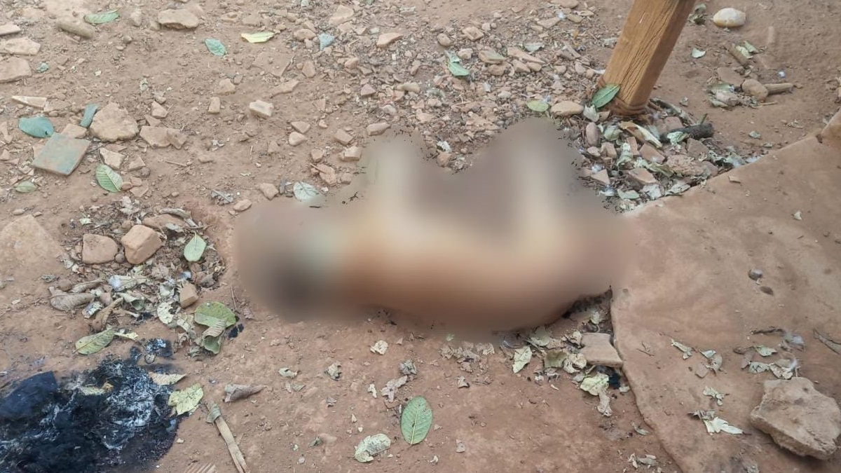 Enxame de abelhas ataca casa e deixa animais mortos Leopoldo de Bulhões