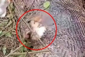 Estômago de cobra que explodiu após engolir vaca