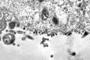 Pesquisadores da Unicamp criam modelo para prever mutações da covid-19