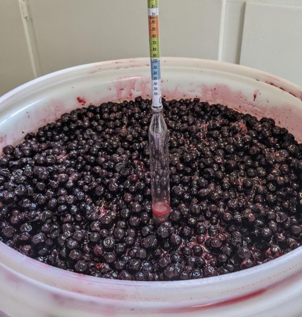 Vinho de açaí criado pelo servidor público