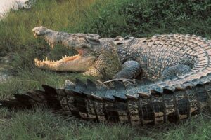 Homem resgata amigo das mandíbulas de crocodilo na Austrália. Os dois são integrantes do exército e estavam nadando antes do ataque. (Foto: Getty Images)