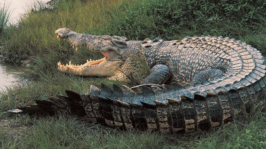 Homem resgata amigo das mandíbulas de crocodilo na Austrália. Os dois são integrantes do exército e estavam nadando antes do ataque. (Foto: Getty Images)