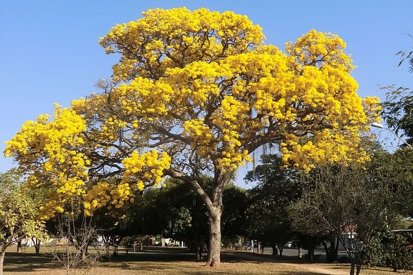 Tramitação teve início em abril deste ano aguarda conclusão de relatório na Comissão de Constituição, Justiça e Redação (CCJ)