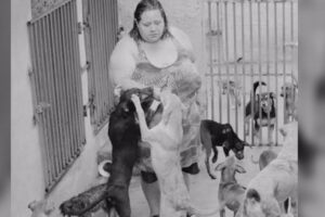 Voluntários pedem doações para manter abrigo de animais em Goiânia após morte de cuidadora