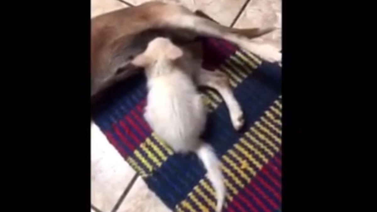 Cadela adota gatinha que foi resgatada por família em Anápolis; vídeo