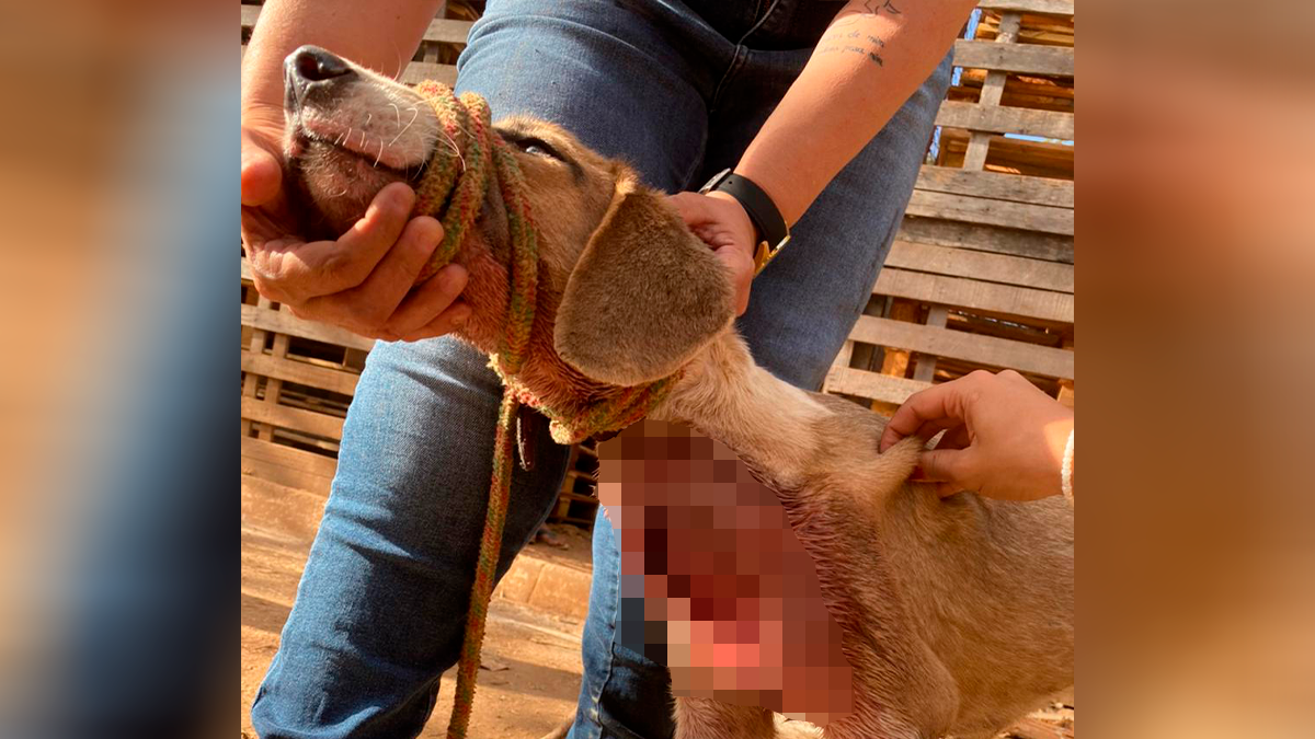 Homem é preso suspeito de esfaquear cadela por ela ter comido dois ovos, em Goiânia