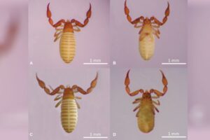 Pesquisadores da UEG em Goiás identificam nova espécie de escorpião
