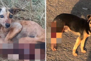 Animais ensanguentados nas patas traseiras e na região genital. Dono é suspeito castrar 3 cães sem autorização em Jataí