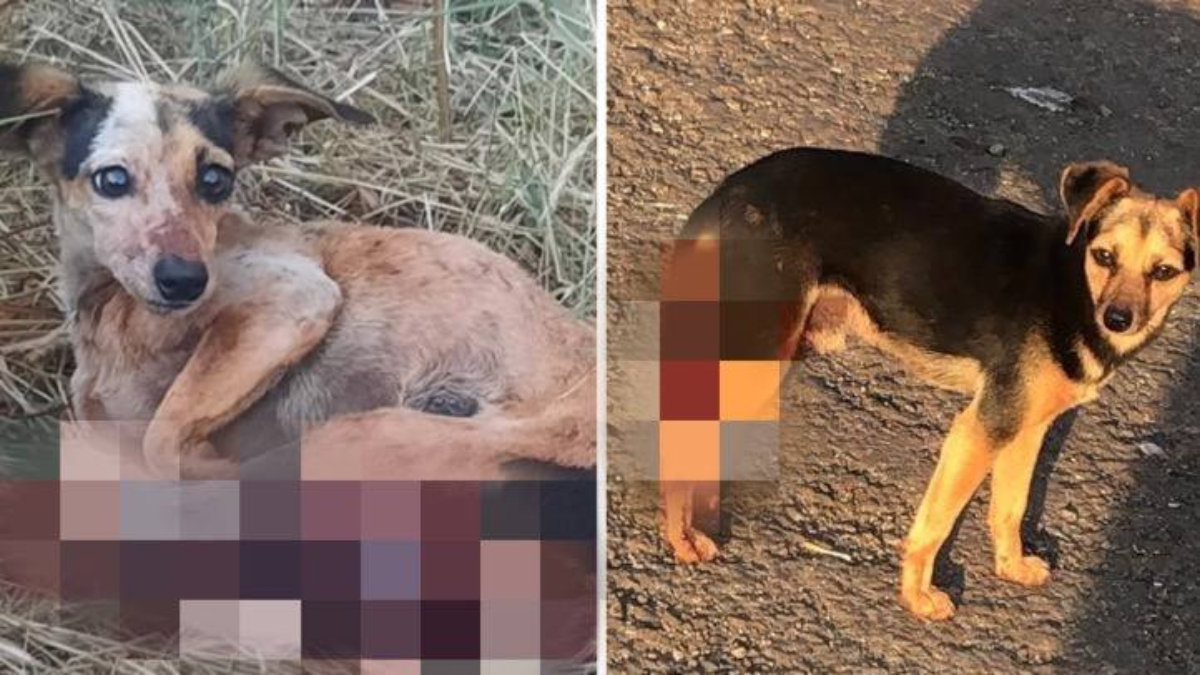 Animais ensanguentados nas patas traseiras e na região genital. Dono é suspeito castrar 3 cães sem autorização em Jataí