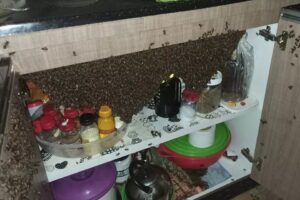 Abelhas invadem casa e cobrem armário de pia, em Aparecida