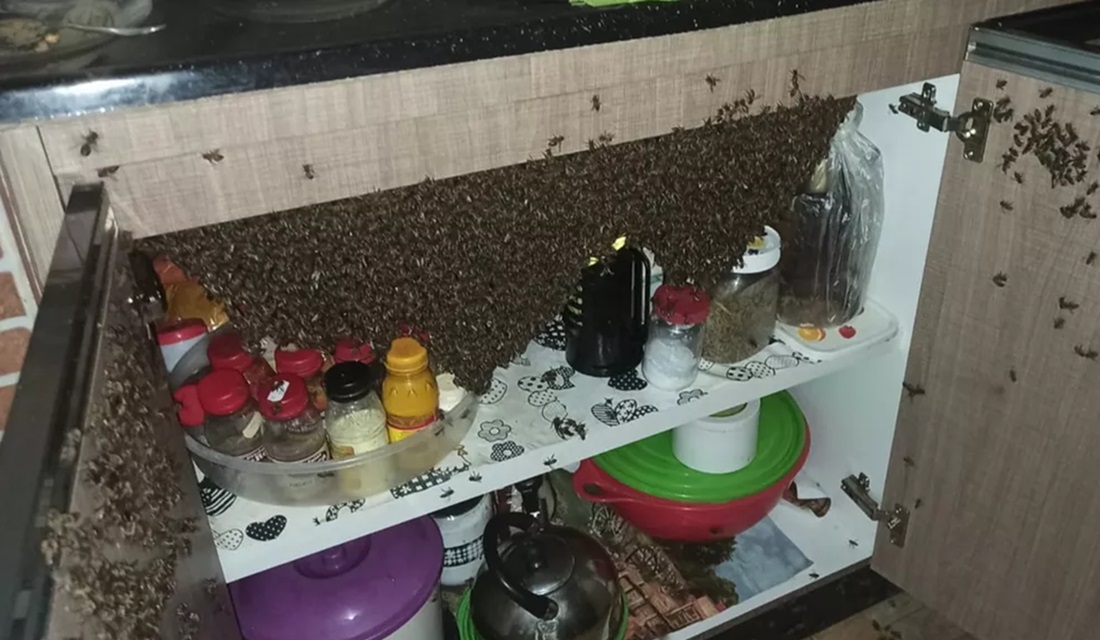 Abelhas invadem casa e cobrem armário de pia, em Aparecida