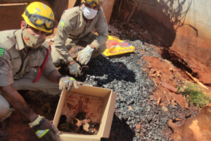 Cadela morre soterrada em Goianira, mas bombeiros conseguem salvar filhotes (Foto: Bombeiros)